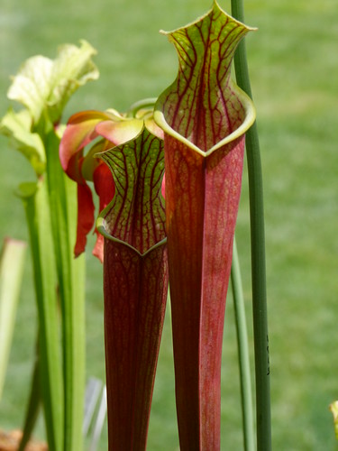 Des sarracenia pour changer... 4560467106_9fdb1de223