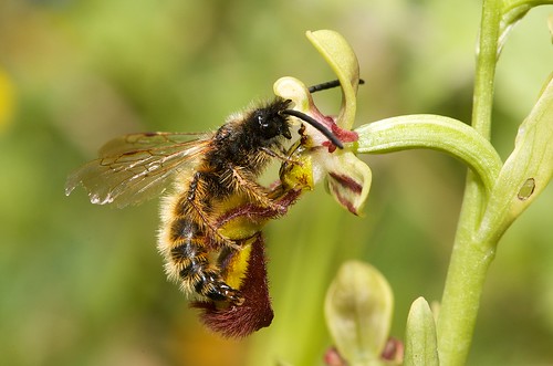 Ophrys speculum( Ophrys miroir ) 3485816025_5d941b312e_d