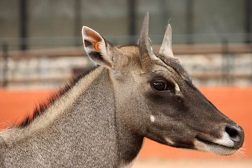 Animaux de A à Z 3496860461_0ca99ff5f7