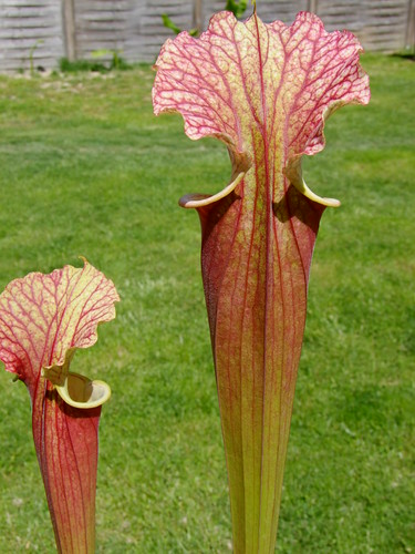 Des sarracenia pour changer... 4560428196_7bfb20c9c6