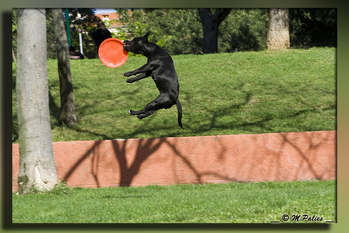 apprendre le frisbee - Page 2 3468293825_f936e26d91_o