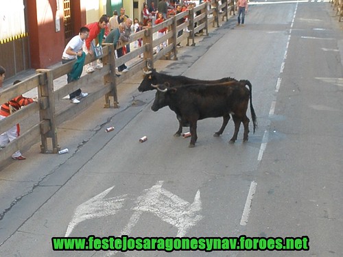 Arnedo 20-03-09 Ganaderia Manuel Merino 3379234600_f068b6d63d