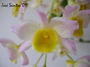 Dendrobium farmeri 3629609635_c681611192