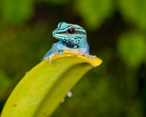 Electric Blue Gecko (Lygodactylus williamsi) 3331573004_67a94b7290