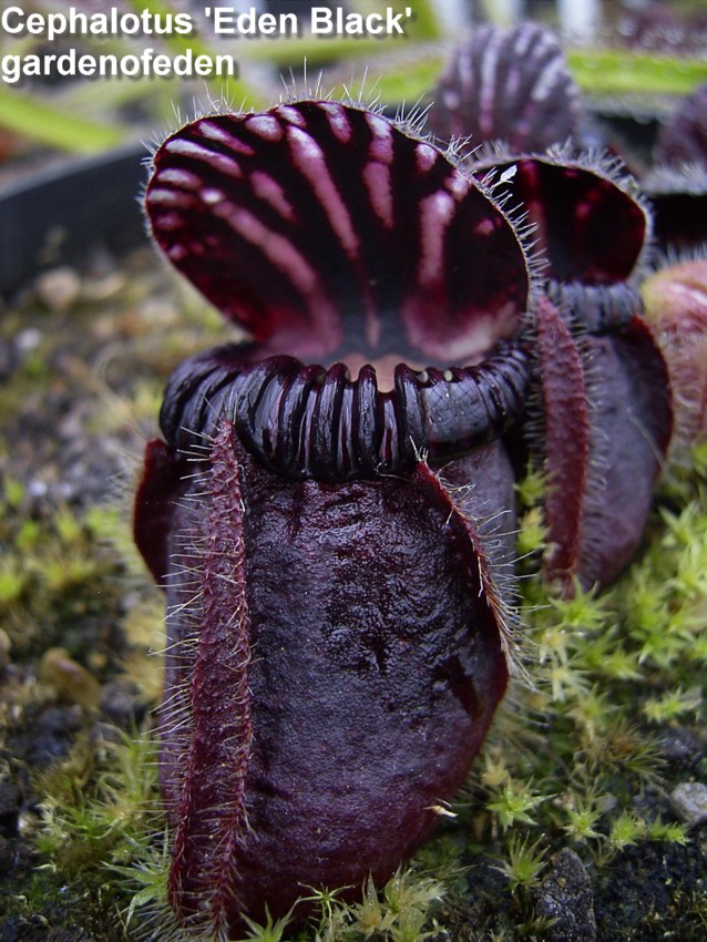 Le fils du Cephalotus "Eden Black" 3517534693_e4213eca61_o