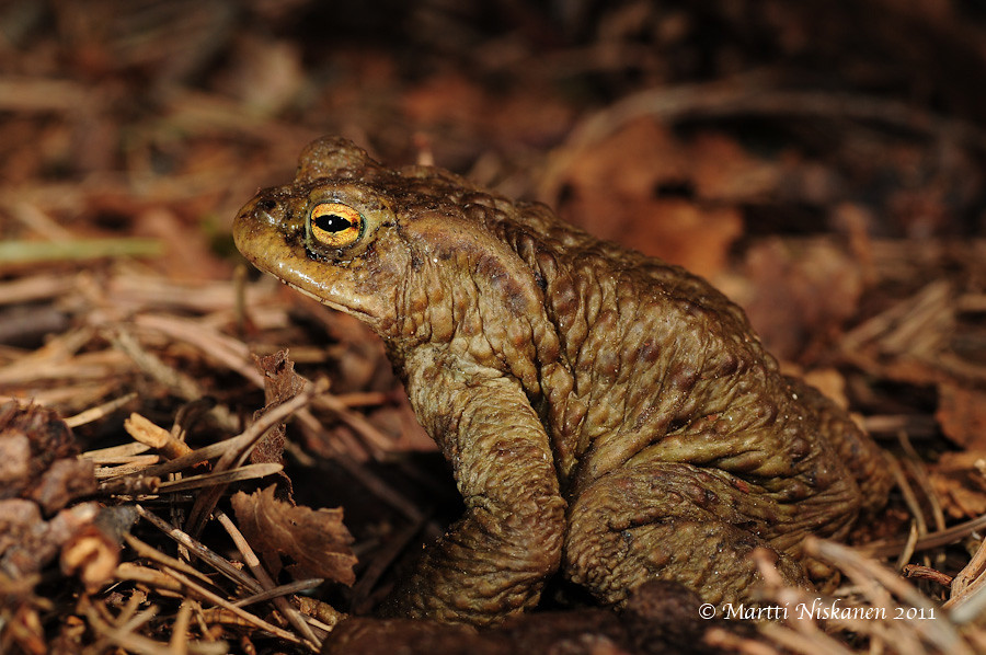 Finnish toads 5707140801_2a441e5a62_b