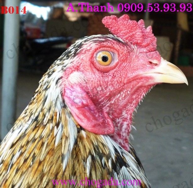 Cung cấp sỉ lẻ dàn gà đá cựa vừa lên bội 14/3/2014 13103417473_7ce564eccb_z