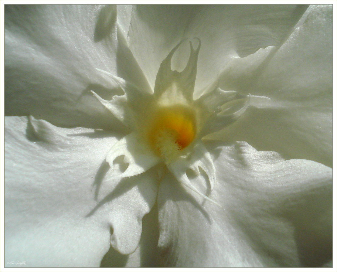 Gardenia mame con flores 2700368479_25fe77c8aa_o