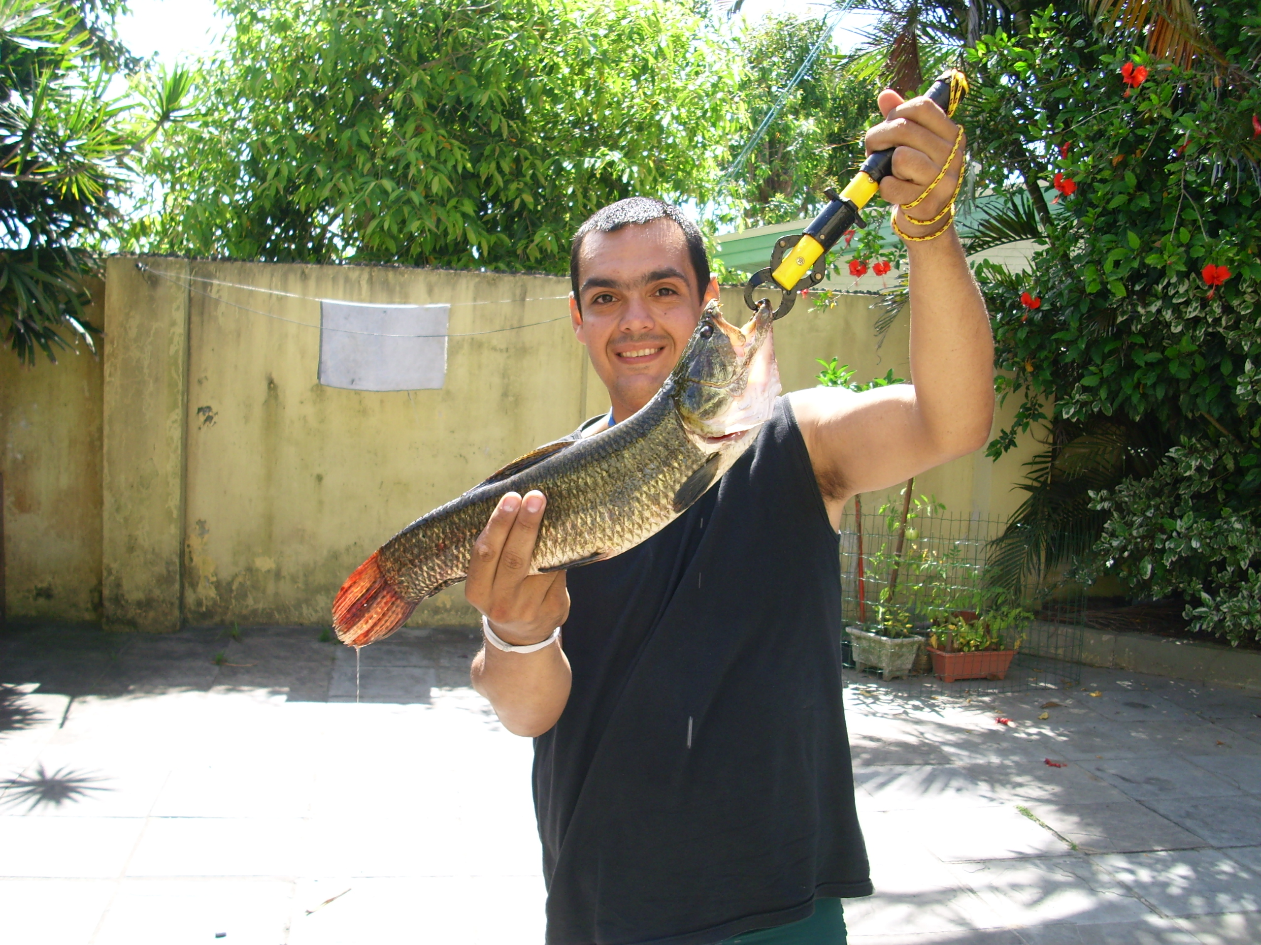 Πωλουνται  Hoplias malabaricus 25cm και Hepsetus odoe 20cm (African Pike Characin) 3100734841_e5bc4e121b_o