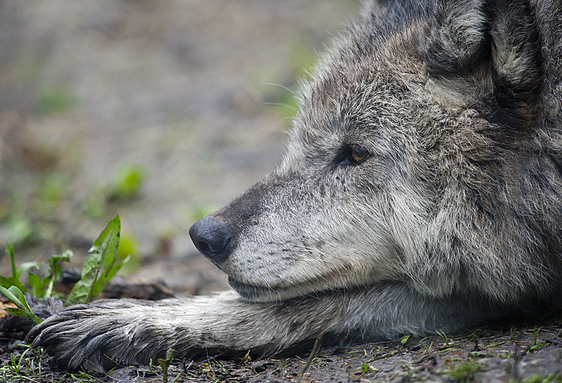 Photo Stock de loup. 5767912540_66c4180d36_b