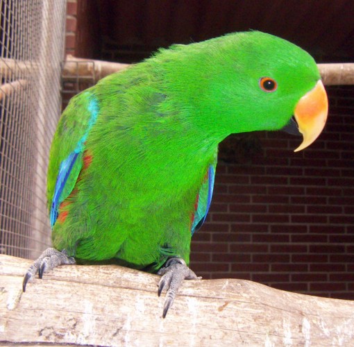 Eclectus roratus 2716529370_27bf74c557_o