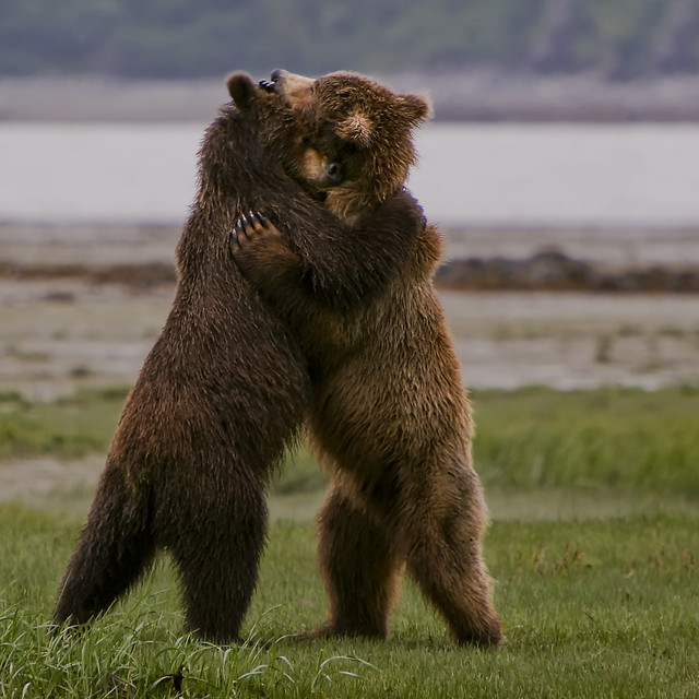 Bear Hugs For All!! 2471889452_2d29ffcaeb_z