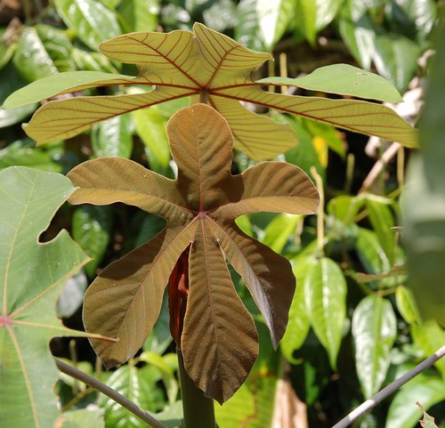 Cecropia, Passiflora cirrhiflora [devinette] 2908609940_c4fd8d19d0