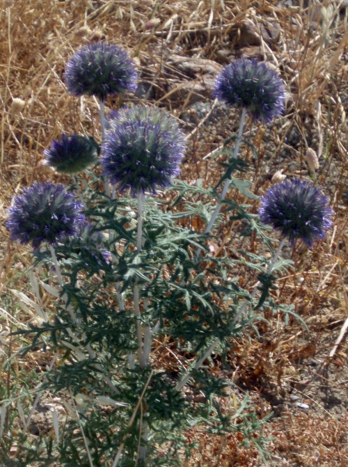 Echinops strigosus 2585855641_36b0c6c550_o