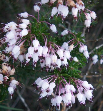 Erica multiflora 2396039384_1ce542bd52_o