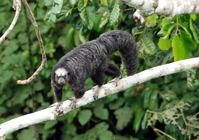 Una selva poblada de criaturas “extrañas” en Ecuador 4621514246_d02b414f42_z