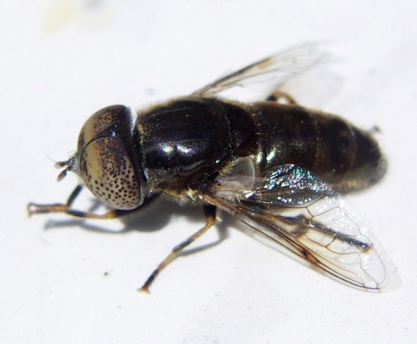 Eristalinus aeneus 3553306659_cda6f791ee_o