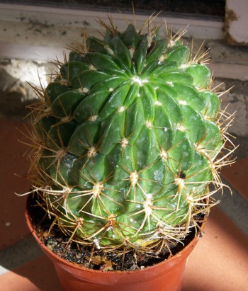 Echinopsis cinnabarina 5823038925_c57424e209_o