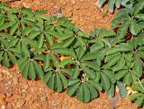 Cecropia, Passiflora cirrhiflora [devinette] 3851562400_3ed6130e83