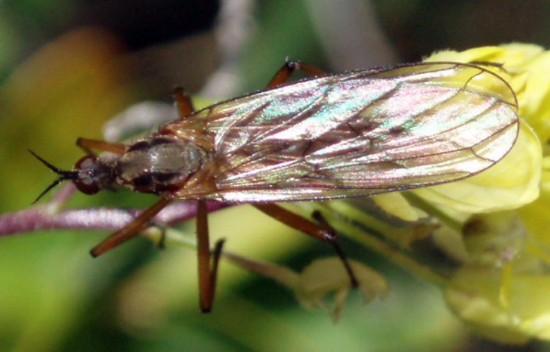 Empis semicinerea 3599904981_7a4ff4ce68_o