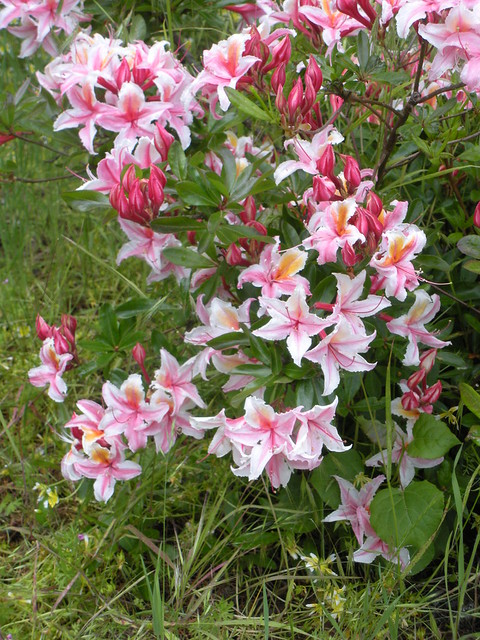 Plantes sauvages ou cultivées TOXIQUES pour les lézards et tortues - Page 2 3508459948_e838276f96_z