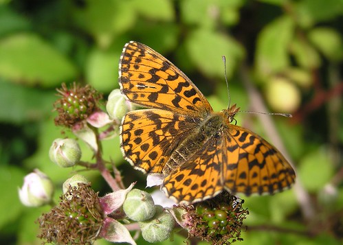 Clossiana dia ou Boloria dia - Violet fritillary - Petite violette -  11/06/11