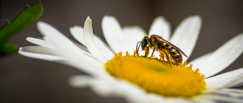 Guêpe, mouche des pluies & araignée 9009524046_e36efbbdb1_c