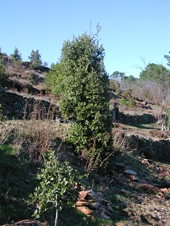 Quercus ilex