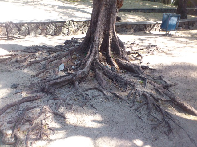 Casuarina Deadwood in Nature 9607337255_e000c0f137_z