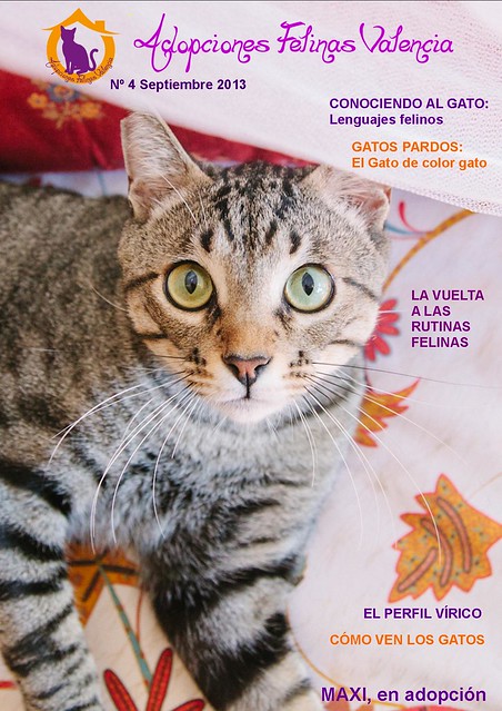 Revista nº 4 Septiembre 2013: Conociendo al gato. Gatos Pardos. 9665465888_159dda940b_z