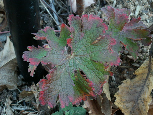 Geranium sp.