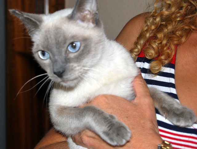 Chloe, siamesa azul nacida en Agosto´11 guapísima, en adopción. Valencia. ADOPTADA. 9789986083_0dcf85626f_z