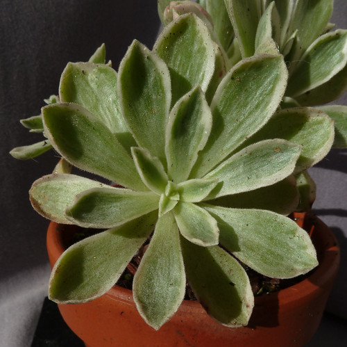 Aeonium 'Ballerina' 10739579173_a0883c67b1