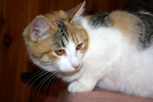 Agnes, gatita tricolor de ojazos cobre tranquilona y esterilizada, nacida en Junio´13 busca hogar. Valencia. ADOPTADA. 12462525243_d1af9b0446