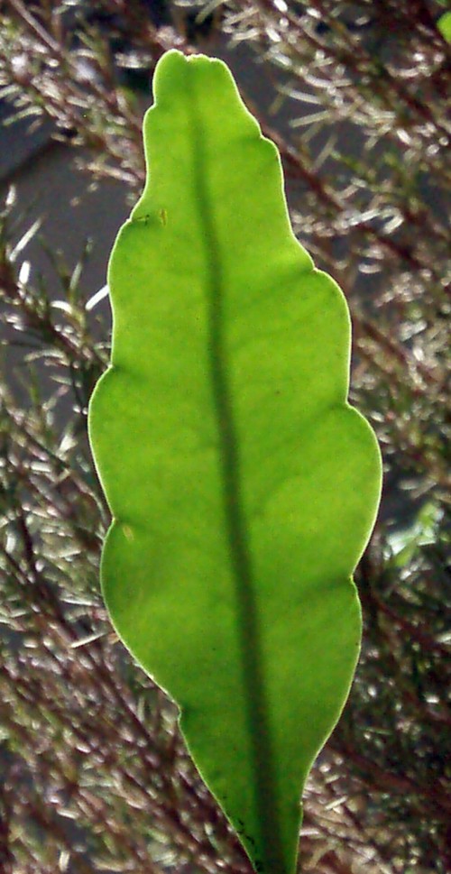 Epiphyllum oxypetalum 12850999054_b8b8263409_o