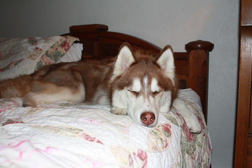 Bode goes to Sleeping Bear Sand Dunes! (lots of pics) 9025669908_03b7ccbe3b