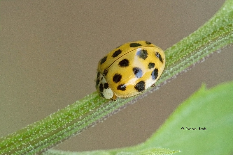 Harmonia axyridis ??? 9598747933_f7a0991ef0_c