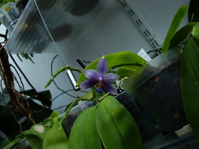 Phalaenopsis violacea var. coerulea 10016582245_bdf6266a27_z