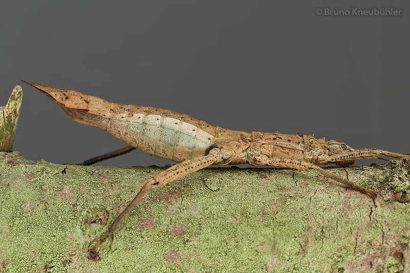 Medaurini sp. "Cat Tien" - new phasmid species from Vietnam 9151459682_90c6487520_c