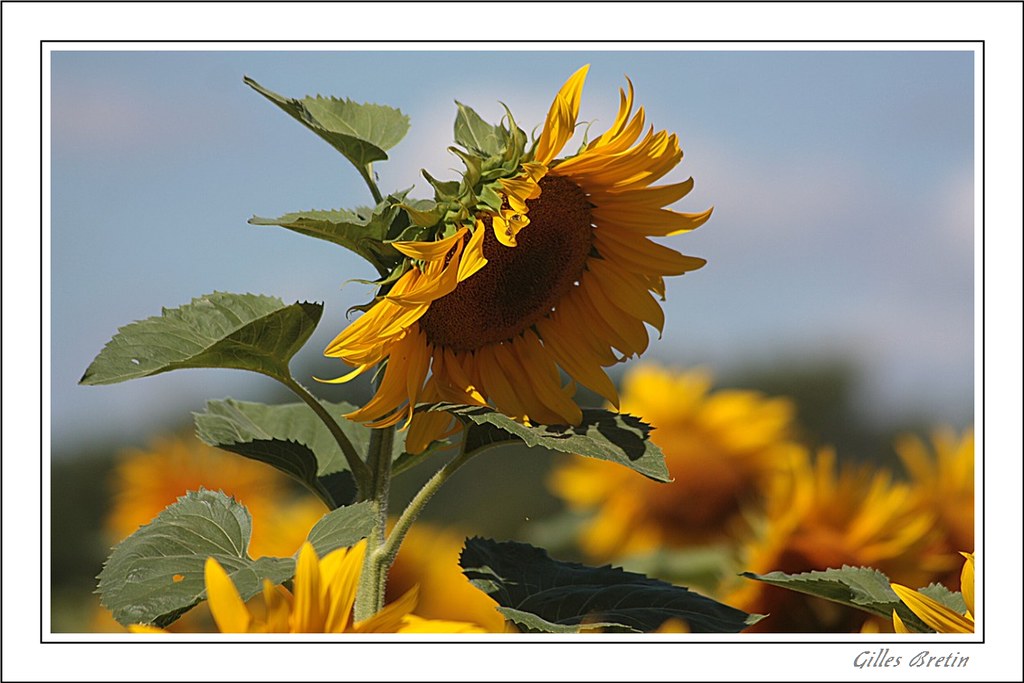 Poétiques tournesols + modifs 9396997721_95b90da15e_b