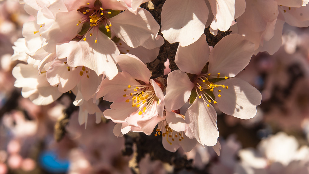 Mis primeros Almendros en flor del año 12777030834_50cb6cabb9_b