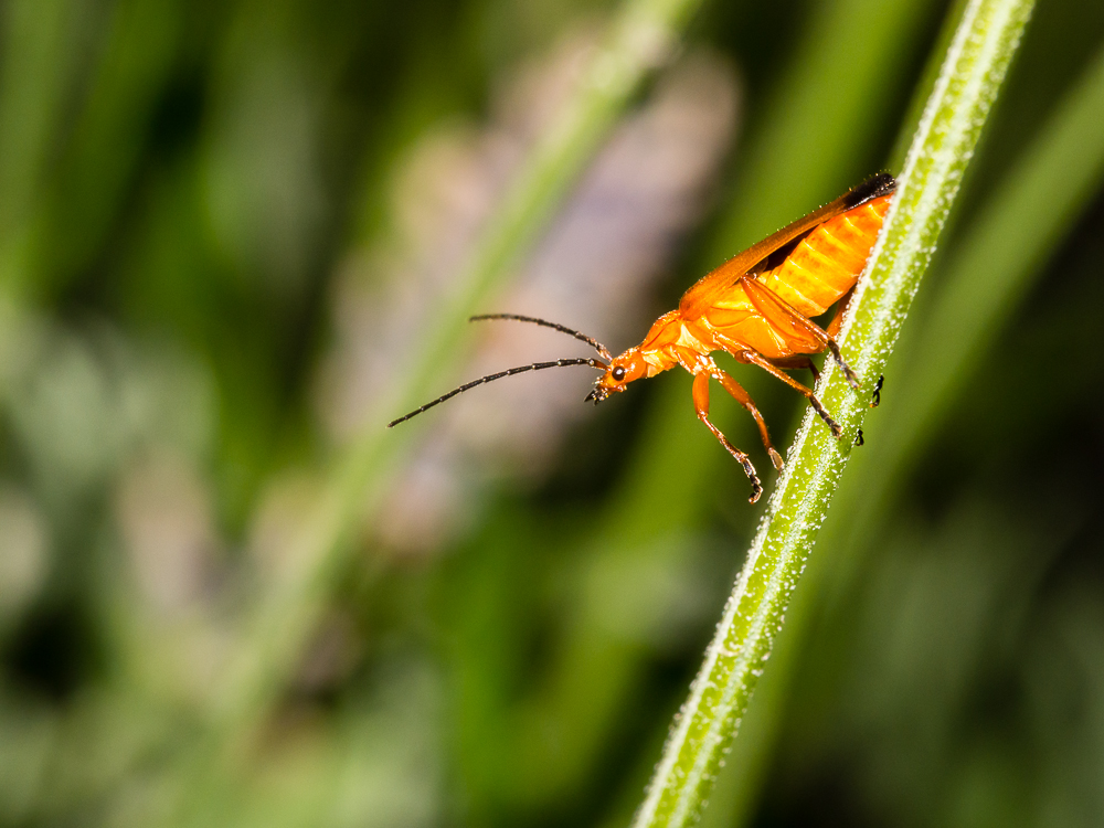 Promenade macro dans le jardin 9403599378_aec24df7a5_o