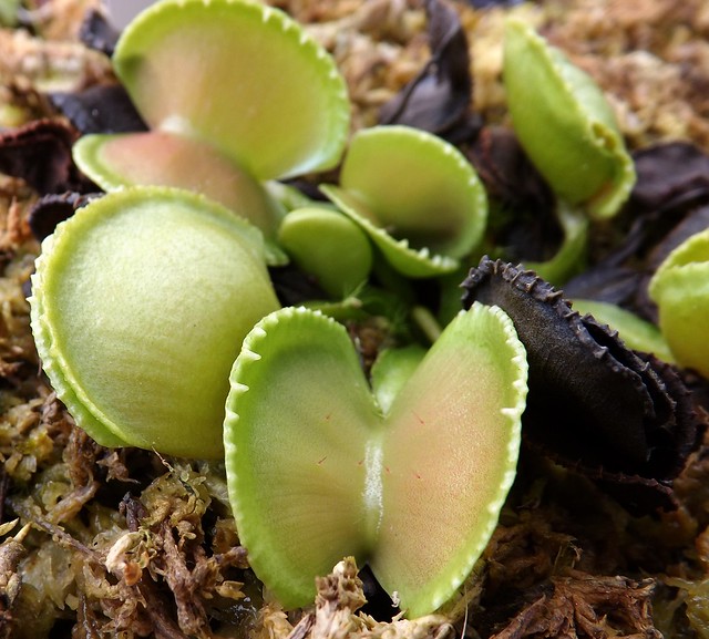 Quelques une de mes dionaea   - Page 2 10965761645_fc77ff6a72_z