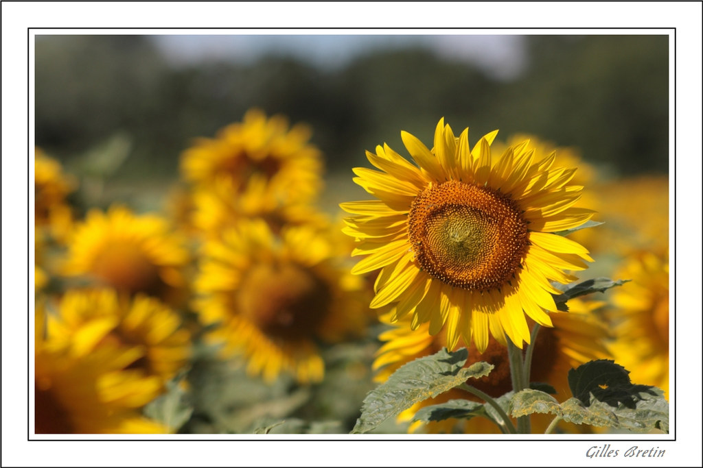 Poétiques tournesols + modifs 9399763460_11ddafd4c0_b