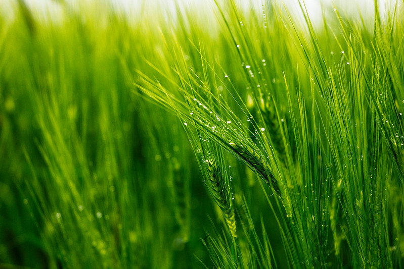 Après la pluie... 8811977704_a1f2367a13_c