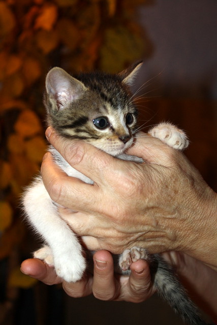 Peluche, gatito blanco y pardo de cara particular, nacido en Octubre´13 busca hogar. Valencia. ADOPTADO. 10933093644_2cd6707634_z