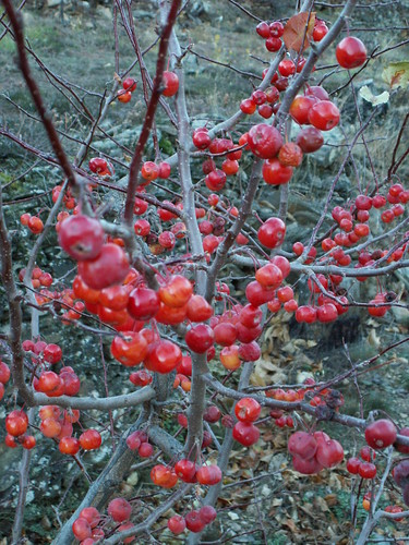 Malus Everest