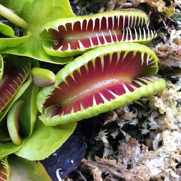 Quelques une de mes dionaea   9317486954_cf90e2f0df_z