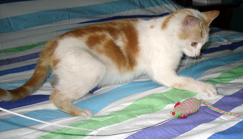 Anito, gato blanco y naranja de ojos miel nacido en Septiembre´13 en adopción. Valencia. ADOPTADO. 11969888363_f906716fb1