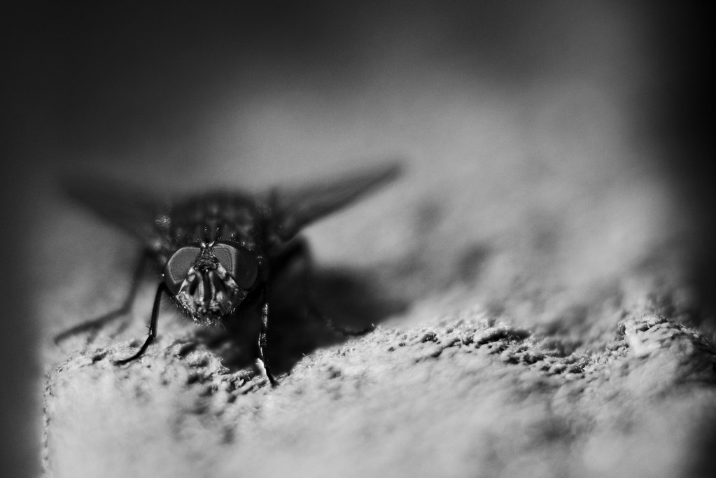 The fly in black & white 9270156212_54bc668ea3_b